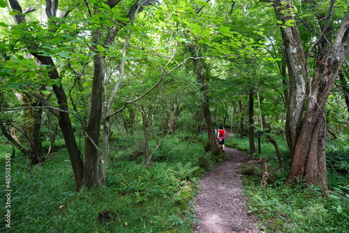  pathway through wild summer forest