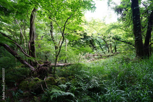 fallen trees in thick wild forest