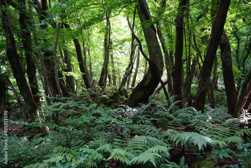 dense summer forest with mossy rocks and old trees