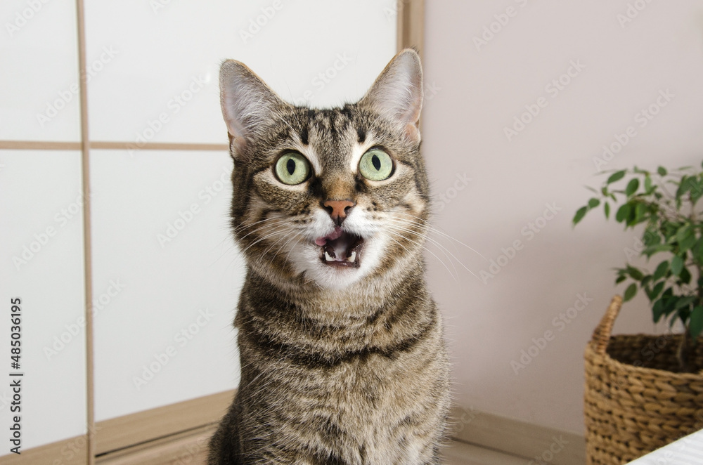 Pets. A striped gray cat with an open mouth looks up at the top.