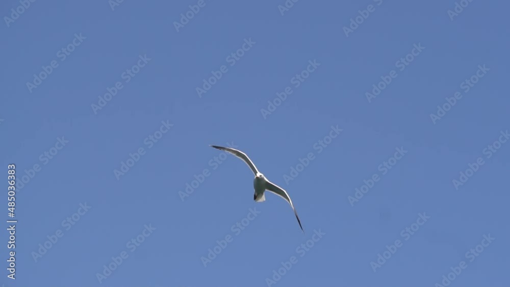 seagulls fly against the backdrop of a clear sky on Lake Baikal seagulls fly against the backdrop of a clear sky on Lake Baikal