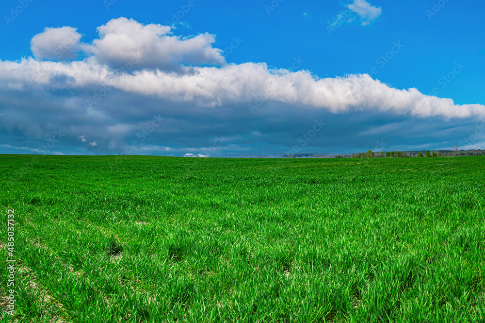 Green shoots of winter crops on a farmer's field in spring. Agricultural business. Industrial agriculture. Winter field. Green grass. Blue sky. Cumulus clouds. Natural landscape. Background.