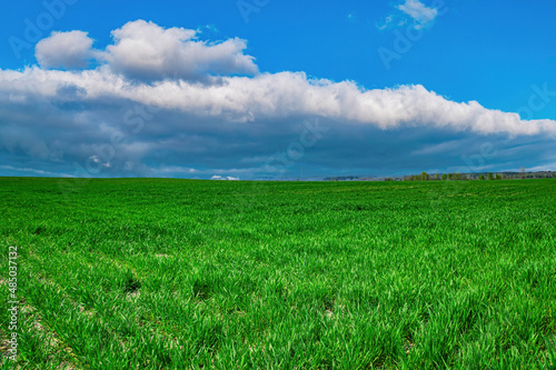 Green shoots of winter crops on a farmer s field in spring. Agricultural business. Industrial agriculture. Winter field. Green grass. Blue sky. Cumulus clouds. Natural landscape. Background.