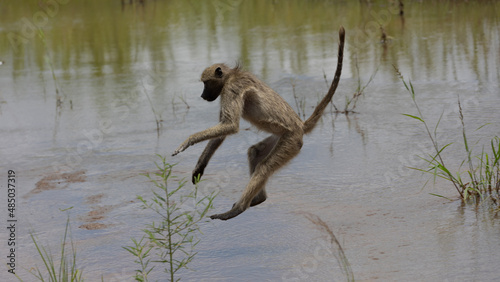 Chacma baboon jumping across a river