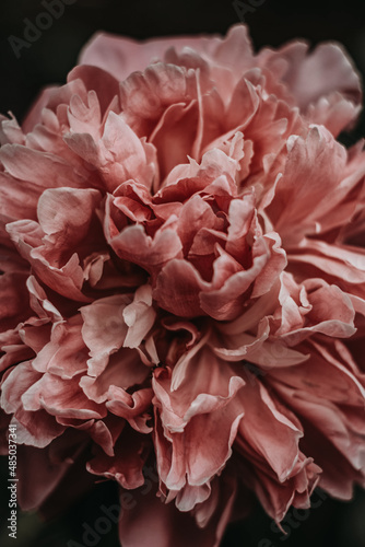 pink peony macro