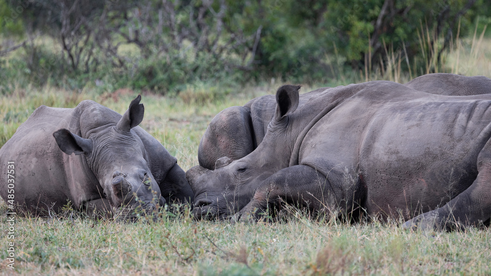 Fototapeta premium a crash of white rhinos resting on a sandbank in a dry riverbed