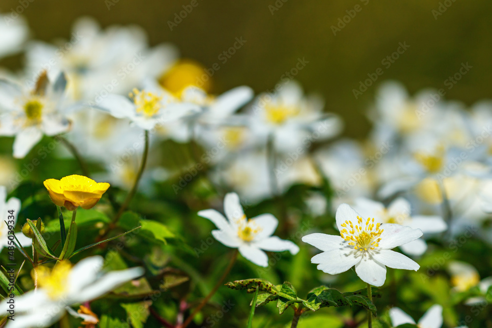 Wood anemone flowers at a meadow