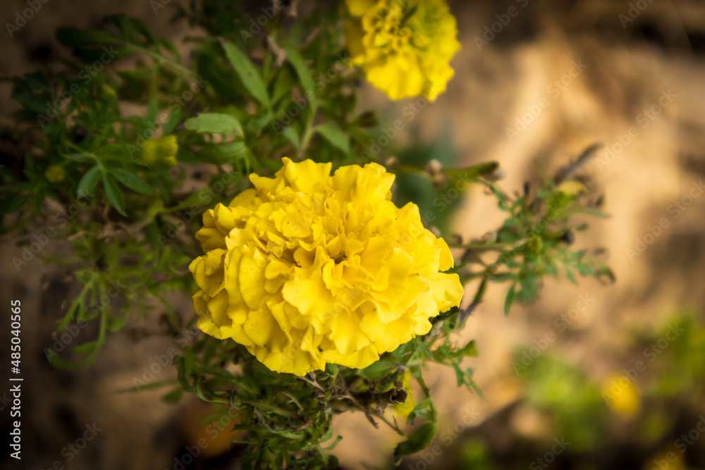 yellow flowers yellow flowers