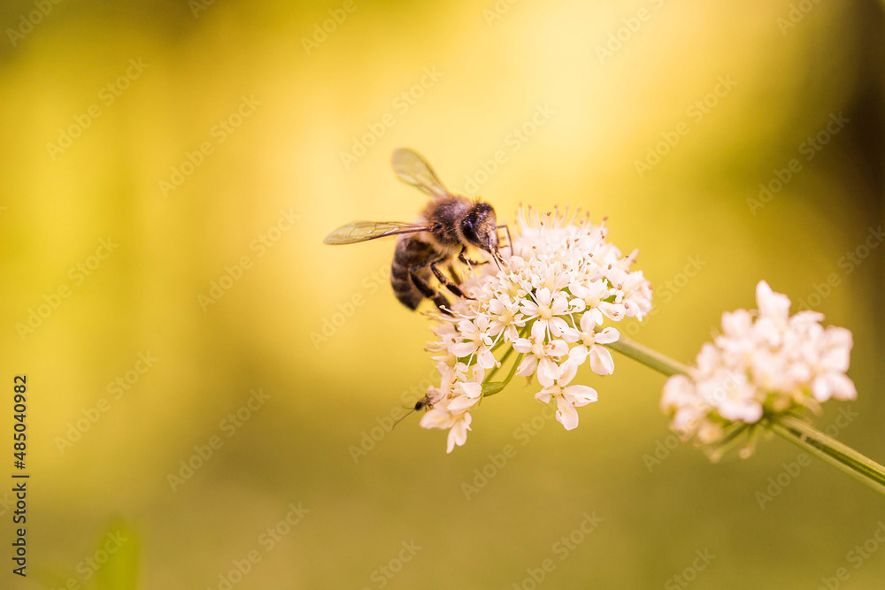 Bee feeding on a flower Bee feeding on a flower