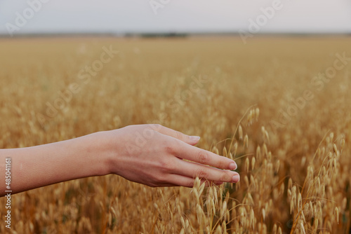 female hand outdoors countryside wheat crop Fresh air
