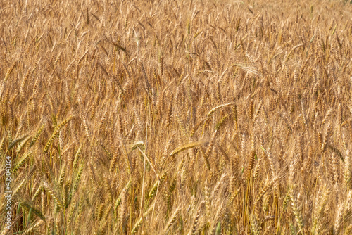 wheat field at harvest time. golden spikes.