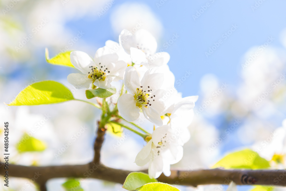Flowers of the cherry blossoms on a spring