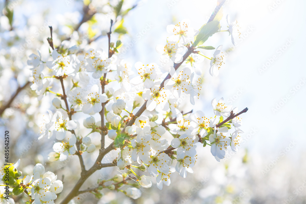 Flowers of the cherry blossoms on a spring Flowers of the cherry blossoms on a spring