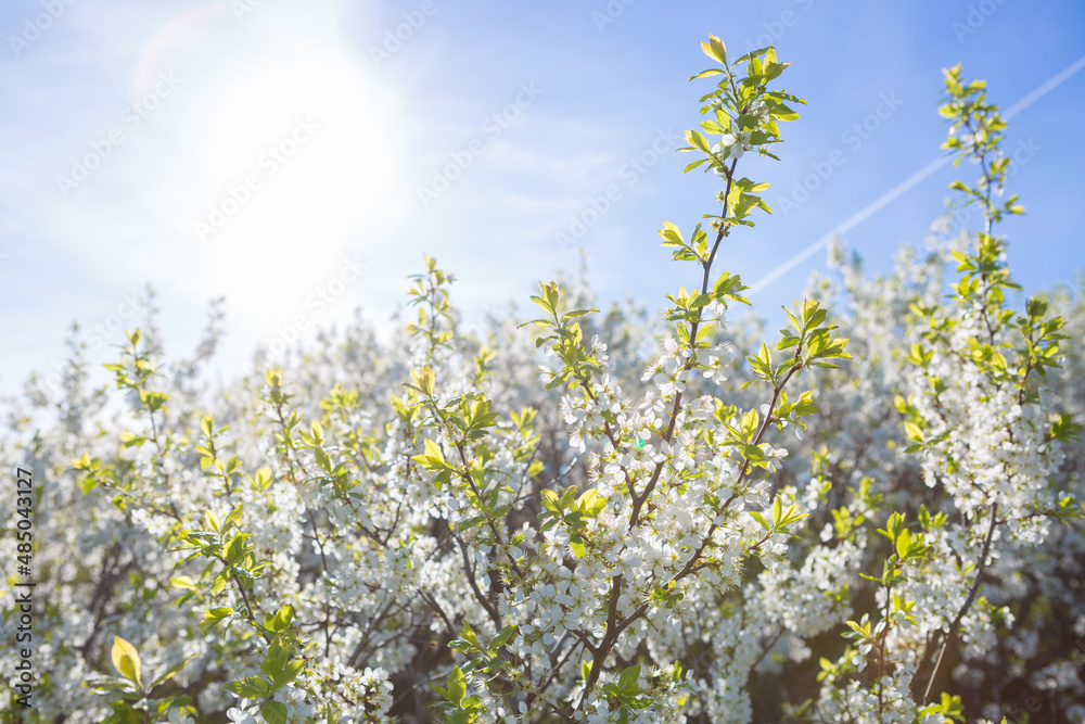 Blooming sakura tree on sky background in garden or park. Blooming sakura tree on sky background in garden or park.