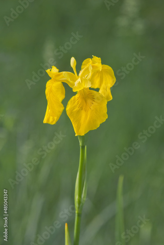 Yellow Iris (Iris pseudoacorus) in garden