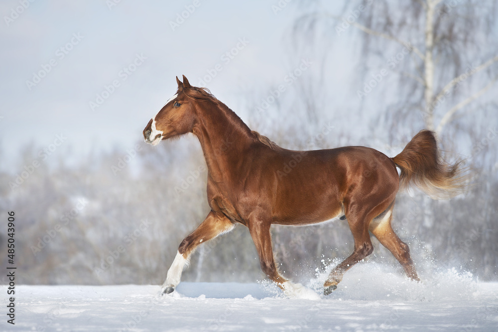 Red Horse run in winter snow wood landscape Red Horse run in winter snow wood landscape