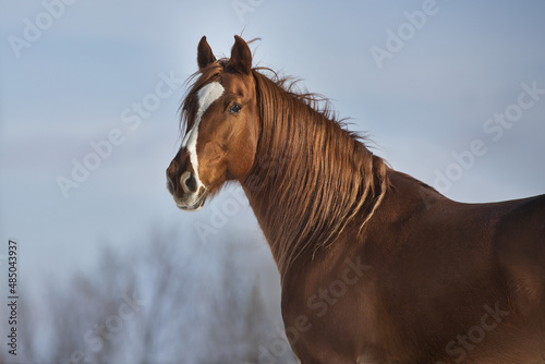 portrait of a horse © callipso88