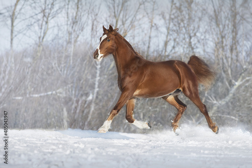 Red Horse trot in winter snow wood landscape