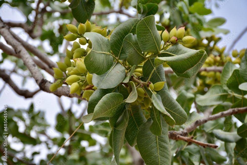 Fototapeta premium green walnuts on a tree