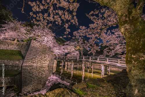 tree in the mountains   castle