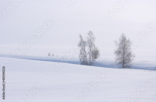 Fototapeta Naklejka Na Ścianę i Meble -  Trees with frost on the branches on a foggy winter day