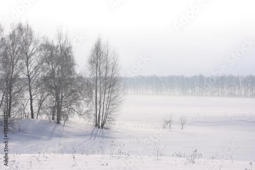 Trees with frost on the branches on a foggy winter day