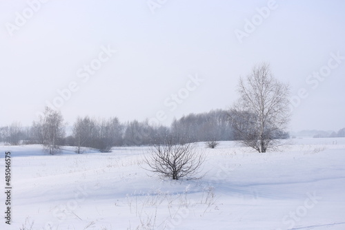 Trees with frost on the branches on a foggy winter day