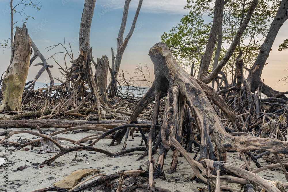 Mangroves stump emerged after low tide at Pantai Klanang Banting shoreline