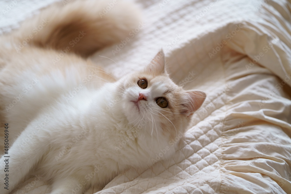 Fotografie かわいい猫