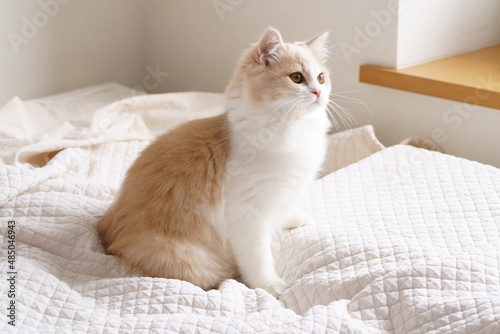 かわいい猫