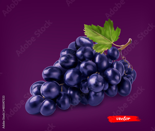 Black grape with grape leaf. Realistic vector illustration of black grape.