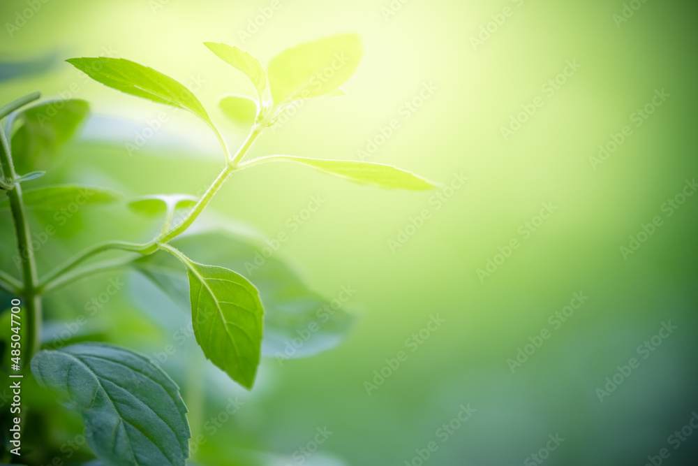 Beautiful nature view of green leaf on blurred greenery background in garden and sunlight with copy space using as background natural green plants landscape, ecology, fresh wallpaper concept. Beautiful nature view of green leaf on blurred greenery background in garden and sunlight with copy space using as background natural green plants landscape, ecology, fresh wallpaper concept.