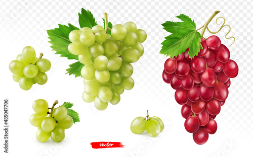 Set of green grape and pink grape isolated on white. Realistic vector illustration of different grapes.