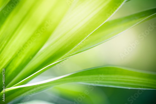 Beautiful abstract background nature view of green leaf with copy space using as background natural green plants landscape, ecology,cover page, fresh wallpaper concept.