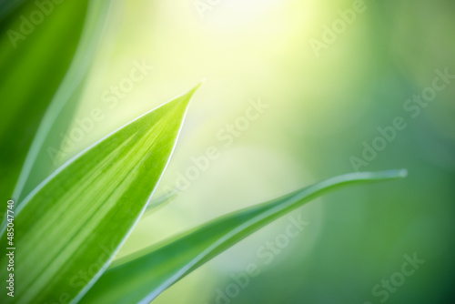 Beautiful abstract background nature view of green leaf with copy space using as background natural green plants landscape, ecology,cover page, fresh wallpaper concept.