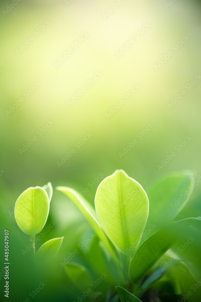 Beautiful nature view of green leaf on blurred greenery background in garden and sunlight with copy space using as background natural green plants landscape, ecology, fresh wallpaper concept. Beautiful nature view of green leaf on blurred greenery background in garden and sunlight with copy space using as background natural green plants landscape, ecology, fresh wallpaper concept.