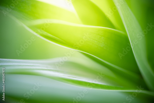 Beautiful abstract background nature view of green leaf with copy space using as background natural green plants landscape, ecology,cover page, fresh wallpaper concept.