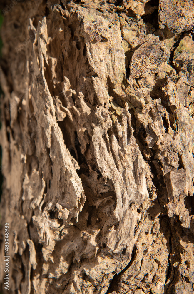 Obraz premium closeup photo of decay wood in sunlight