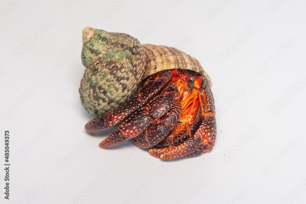 Foto Hermit crabs isolated on white background with selective focus