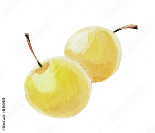 Watercolor drawing of ripe .mirabelle berries. Watercolor hand-drawn illustration isolated on a white background.