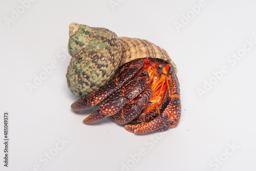 Photography Hermit crabs isolated on white background with selective focus