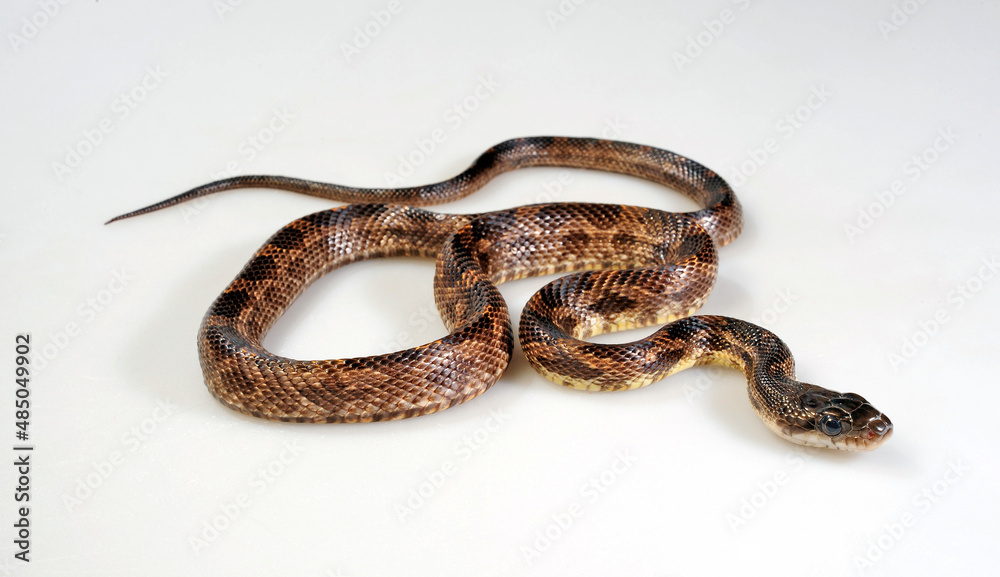 Western Rat Snake // Schwarze Erdnatter, Pilotnatter (Pantherophis obsoletus obsoletus) Western Rat Snake // Schwarze Erdnatter, Pilotnatter (Pantherophis obsoletus obsoletus)