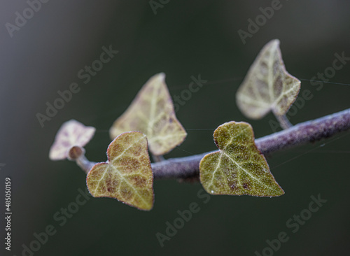 Obraz na plátně Ivy, Hedera helix or European ivy climbing on rough bark of a tree