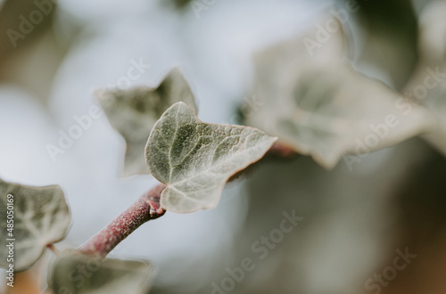 Fotografie Ivy, Hedera helix or European ivy climbing on rough bark of a tree
