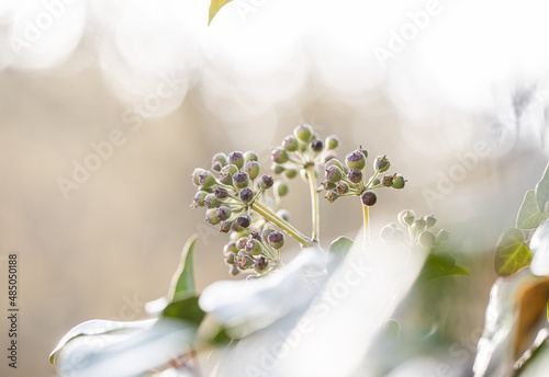 Fotografie close up of bloom Hedera helix, macro flower photo