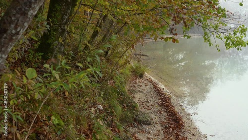 Lake Bohinj shore in Slovenia. Colorful autumn or fall season. Calm water in misty morning. Close up view of vibrant trees. Tilt down, real time