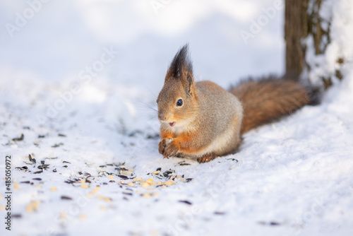 Squirrel sits in snow by tree and eats nuts in winter snowy park. Winter color of animal.