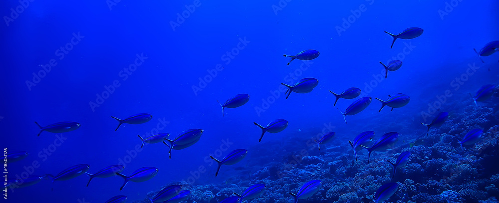 Fototapeta premium flock of fish in the sea background underwater view