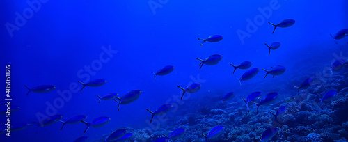 flock of fish in the sea background underwater view