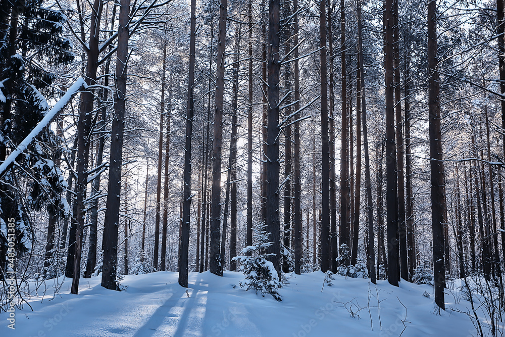 coniferous forest covered with hoarfrost background, winter landscape snow trees